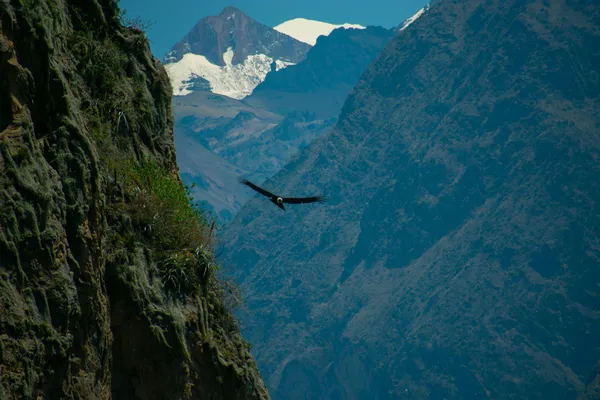condor en el cañon del colca